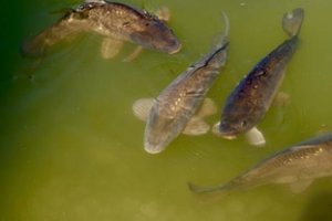 Prekybos centrui „Iki“ – sankcijos dėl pardavimui paruoštų žuvų