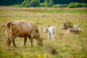 Lietuva sėkmingos ekonominės plėtros formulės nekeičia