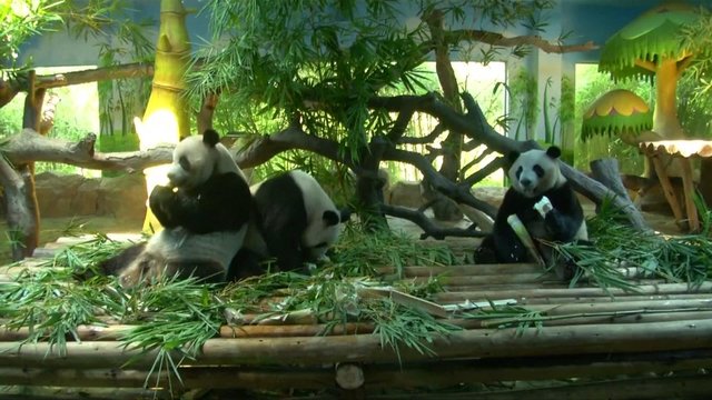 Pamatykite, kaip didžiųjų pandų trynukai švenčia gimtadienį