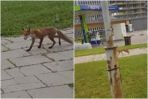 Vilniaus centre pastebėtas laukinis plėšrūnas