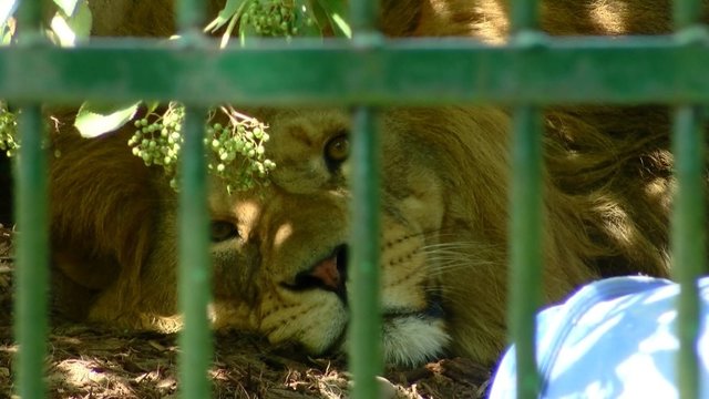 Pamatykite, kaip su alinančiu karščiu kovoja Kauno zoologijos sodo gyventojai