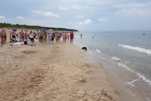 Iš jūros išlindęs netikėtas svečias nustebino poilsiautojus Palangoje