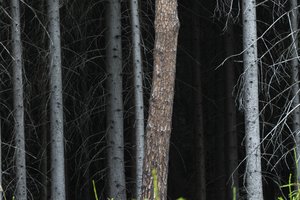 Plungės rajone pagrobė vyrą: paliko nuogą miške