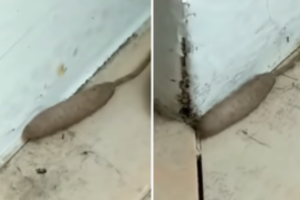 Moteris namuose aptiko keistą gyvį  –  tiesiog keliantis šleikštulį