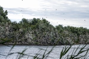 Prie Uostadvario tvenkinių – apokaliptiniai vaizdai, bet gamtininkai niokotojus gina