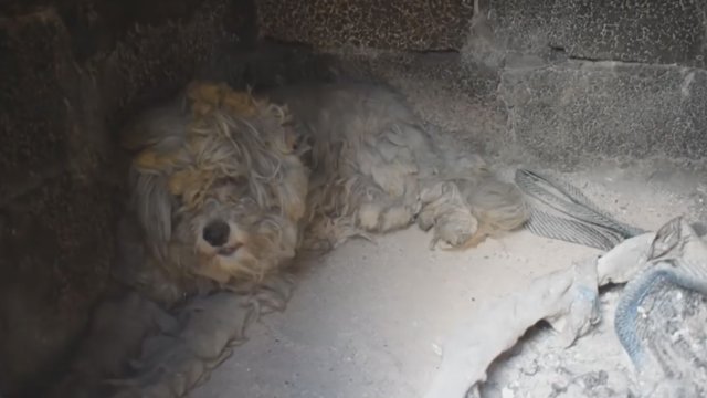 Stebuklas Graikijoje – palikti šunys rado būdą išgyventi mirtiną gaisrą 