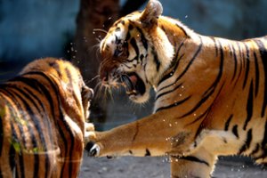 Nepale nugaišo 11 itin retų karališkųjų Bengalijos tigrų