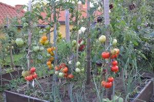 Šiemet laimėjo tie, kas pomidorus pasodino lauke – auga lyg pašėlę