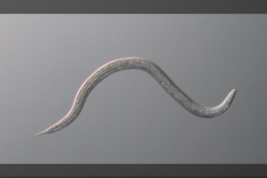 Beveik kaip siaubo filme: po 42 000 metų atšilo ir pradėjo krutėti