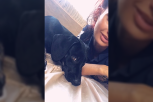 Šuns netekusi alytiškė baisisi veterinarės aplaidumu: „Pasiūlė grąžinti pinigus“