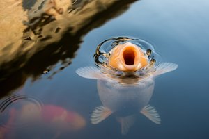 Įšilusiame tvenkinių vandenyje pasklido mirtinas karpių virusas