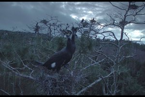 Lokarno kino festivalyje – istorijos apie Juodkrantės kormoranus pasaulinė premjera