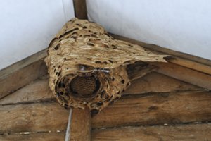 Artėja mirtinai pavojingas laikas: perspėjo, ko negalima daryti su širšių lizdais