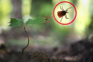 Lietuvoje nebėra saugios vietos: užsikrėsti pavojingomis ligomis galima bet kur