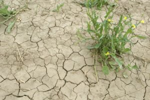 „Ekoagros“ vadovas: ūkininkams turėtų būti sudaryti palankūs sprendimai