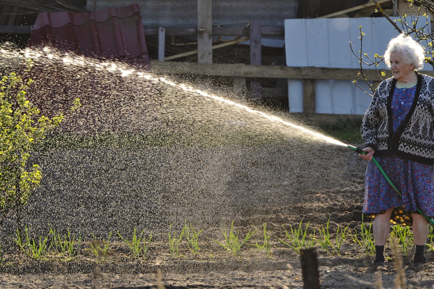 Lietuva kartu su kitomis ES narėmis kreipėsi į EK, prašydama leisti šiemet ūkininkams išmokėti didesnes avansines išmokas.<br>V.Ščiavinsko nuotr.