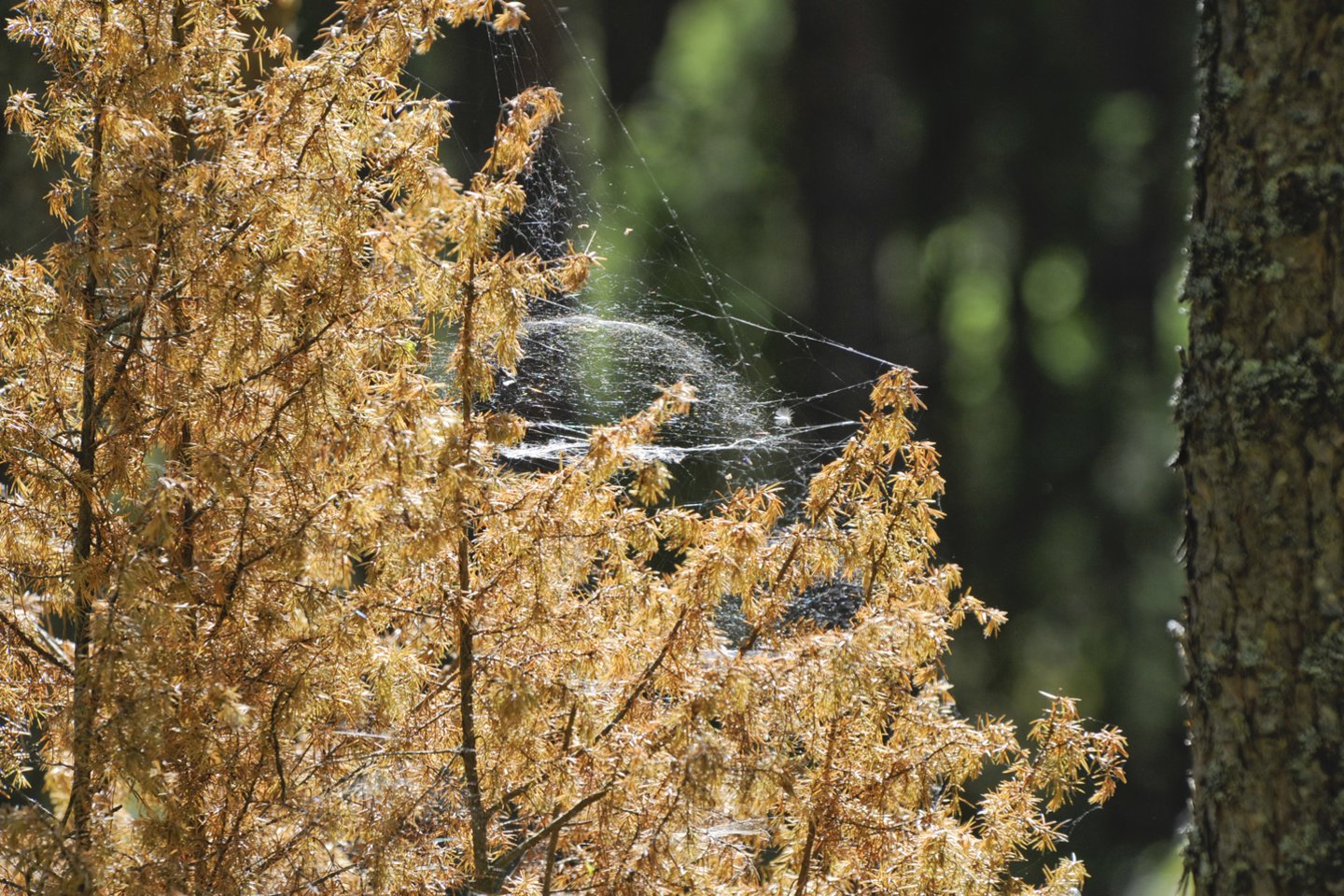Lietuva kartu su kitomis ES narėmis kreipėsi į EK, prašydama leisti šiemet ūkininkams išmokėti didesnes avansines išmokas.<br>V.Ščiavinsko nuotr.