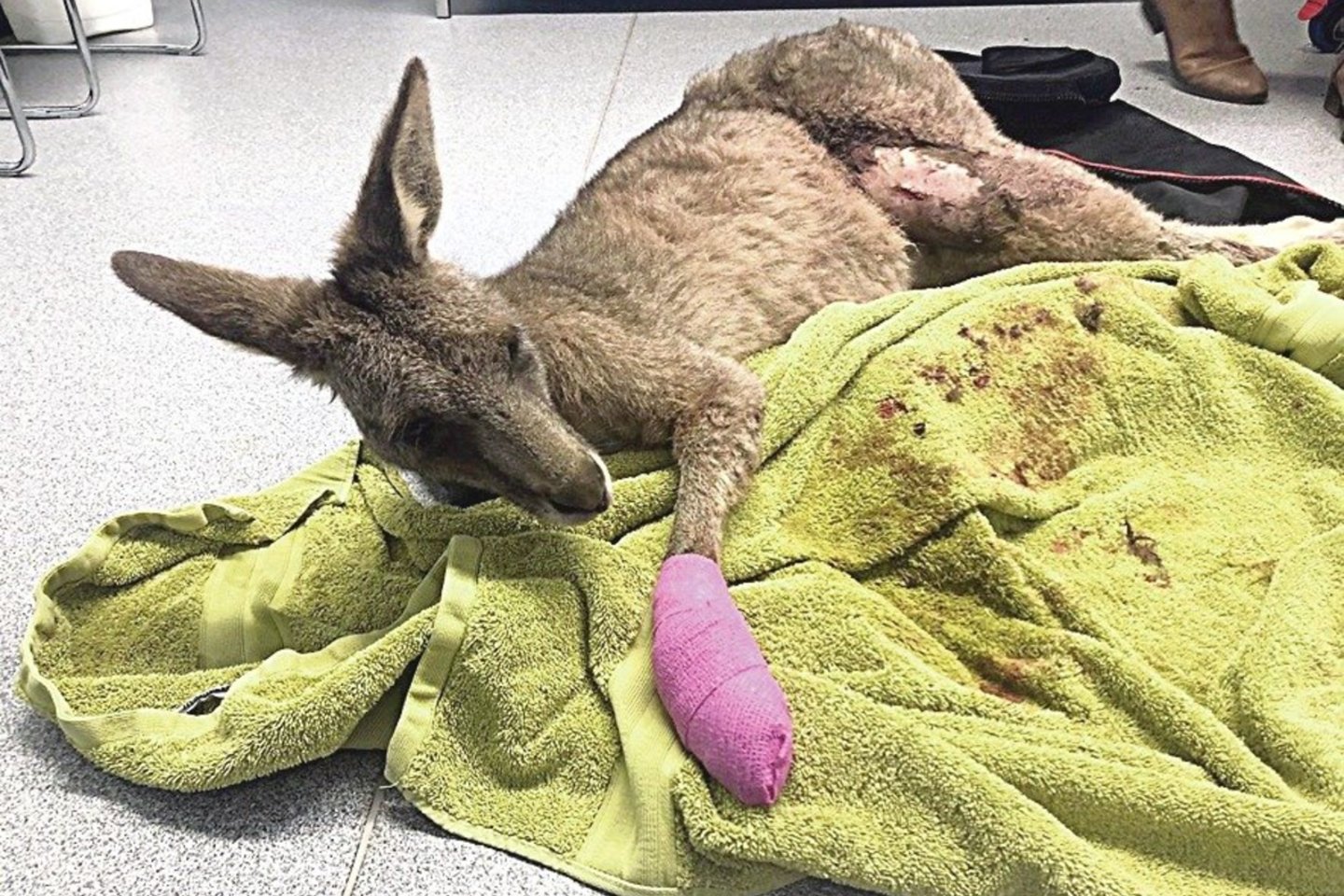 Melburniečių namuose siautusi kengūra gyvūnų prieglaudoje ilgai neužsibuvo.<br>„Reuters“/„Scanpix“ nuotr.