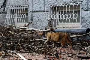 Rusai kates naudoja vykdydami išradingiausius nusikaltimus