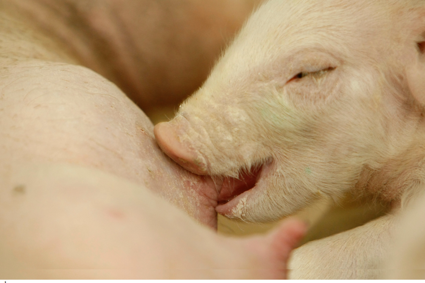  Idavang“į pažangių technologijų diegimą kiaulininkystės kompleksuose investuos 25 mln. eurų.<br> „Idavang“ nuotr.
