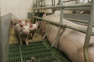 Maras įsisuko į itin didelį kiaulininkystės kompleksą Latvijoje 