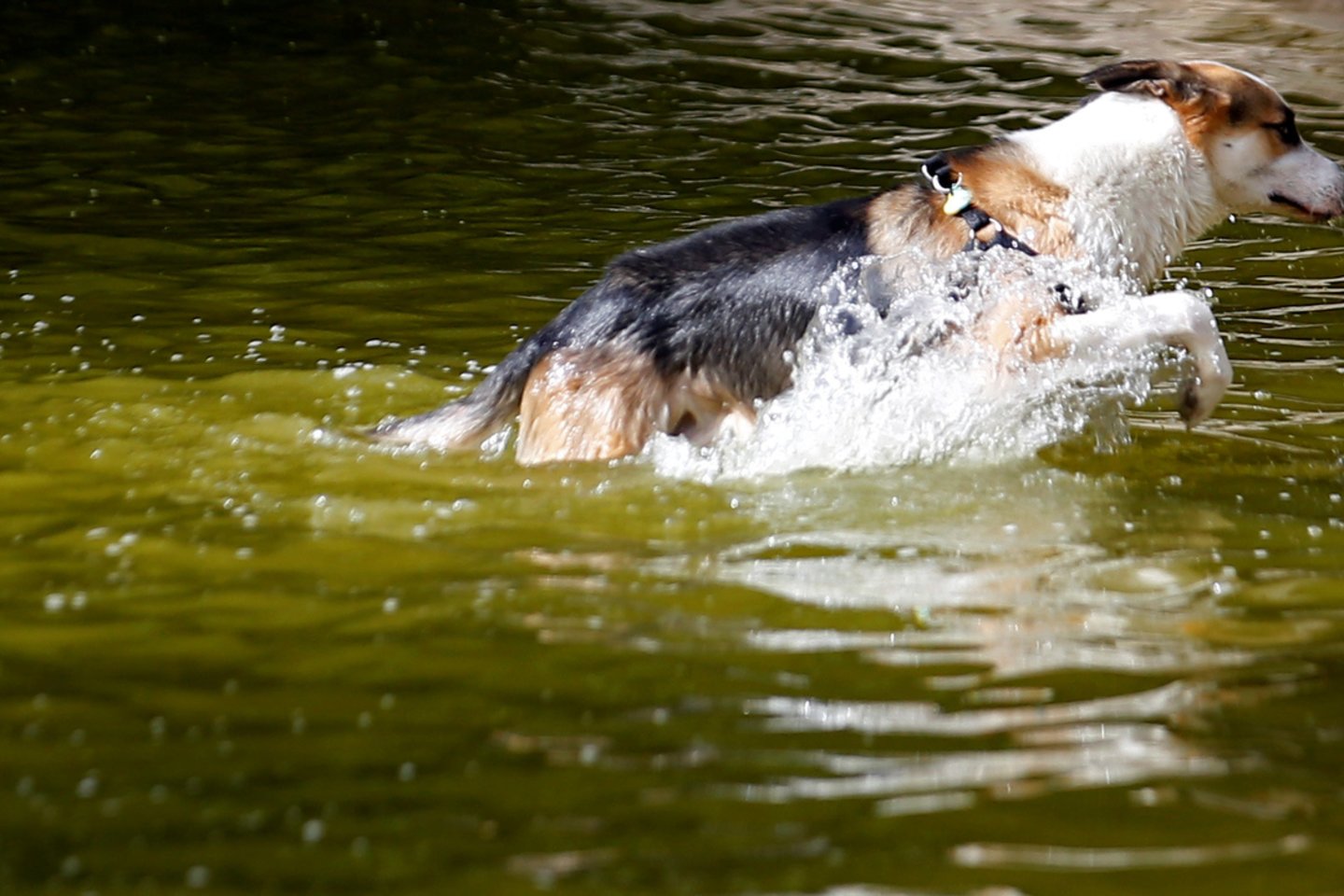 Europoje siautėja rekordiniai karščiai.<br> Reuters/Scanpix nuotr.