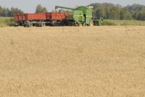 Lietuvos grūdininkų darbai stringa dėl dviejų problemų