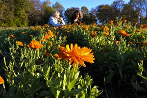 Žinovas atskleidė, kuo mums naudingos medetkos. Skubėkite prisirinkti