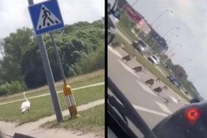 Prie perėjos sustoję klaipėdiečiai neteko amo – vaizdelis privertė kvatotis