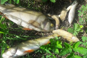 Žuvis upėse naikina ne tik kaitra, bet ir tarša