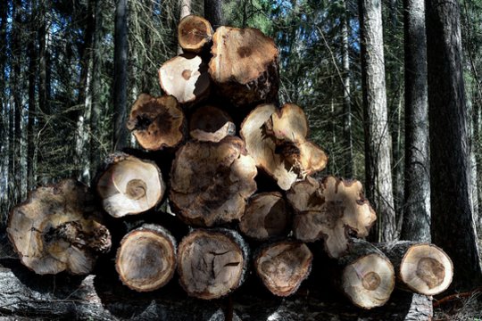 Siūlo malkų už keliasdešimt kartų mažesnę kainą, nors darbo ir bus