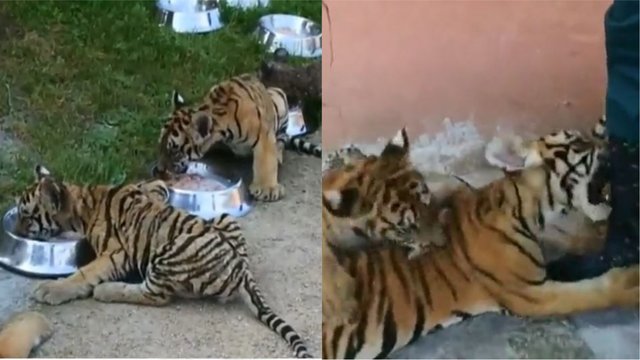 Nuotaikingos šėlionės: Kinijos zoologijos sode tigrų jaunikliai šventė šimtadienį