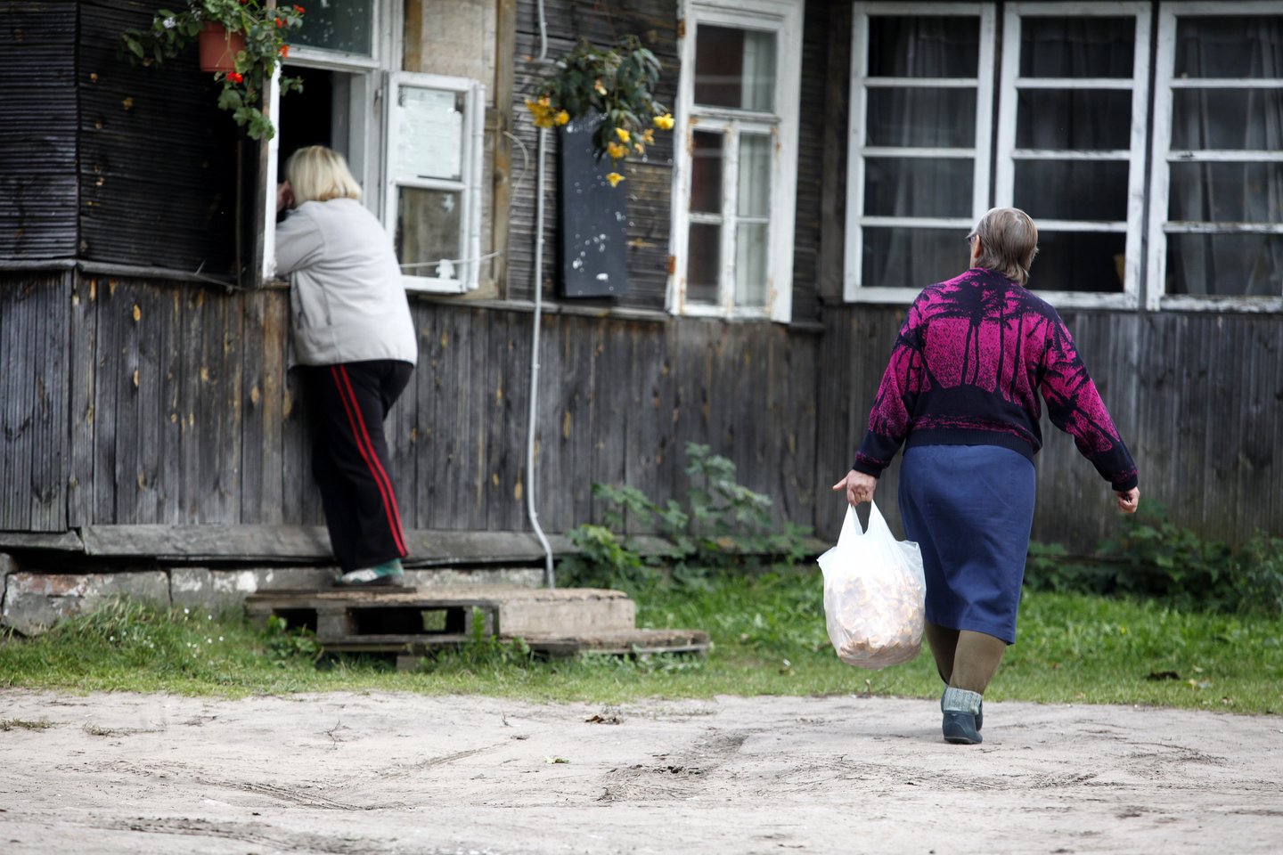 Lietuviškų voveraičių labai laukia šveicarai ir austrai, tačiau grybų nėra. <br>V.Balkūno nuotr.