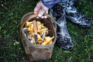 Lietuvoje – grybų krizė: baravykų neranda net patyrę grybautojai