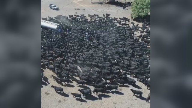 Tūkstančiai šokiruoti – dronu užfiksuotas vaizdas tapo ūkininkų kasdienybe