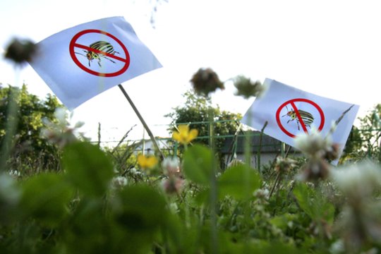 Gamtininkas pasakė, koks geriausias būdas kovoti su kolorado vabalais