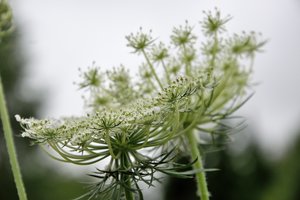 Naudingesnė už valgomąją paprastoji morka: puikus vaistas ir inkstams, ir kepenims