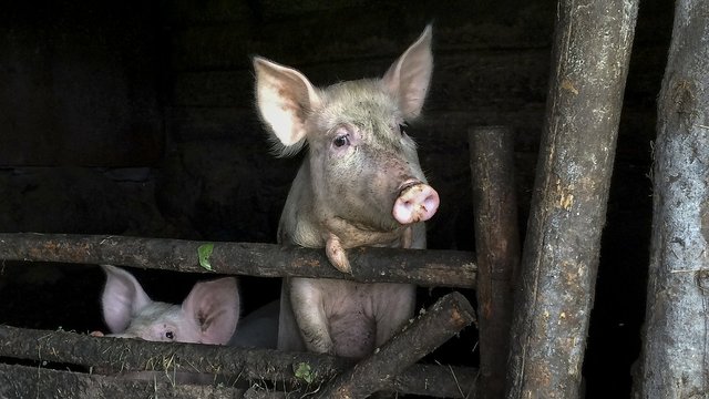 Priimtas sprendimas dėl kiaulių maro utilizuoti beveik 20 tūkst. kiaulių