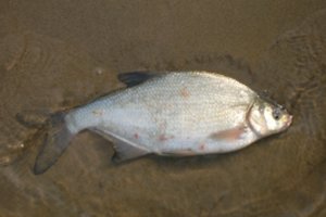 Dėl hidroelektrinės veiklos Ventos upėje masiškai gaišta žuvys