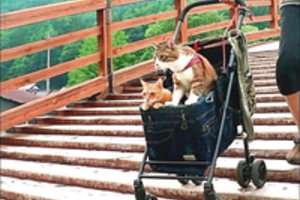 Kates iš prieglaudos jų šeimininko pomėgis pavertė įžymybėmis