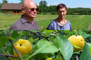Ūkininkų pora perkando svarainių auginimo paslaptis ir paruošimo subtilybes
