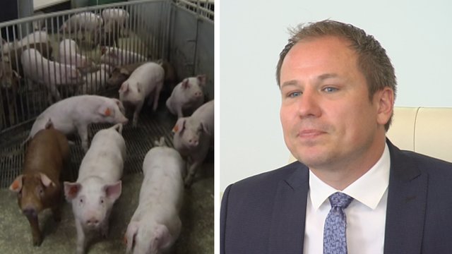 Kiaulių augintojams – „ekonomiškai naudingas“ valstybės pasiūlymas