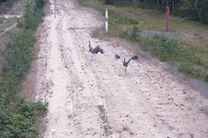 Pasieniečių vaizdo kamerose – intriguojantis paukščių elgesys