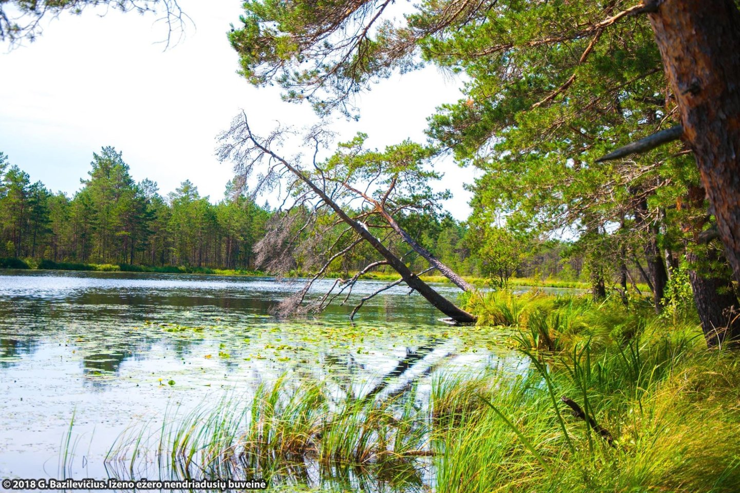 Ekspertai išvyko į Šimonių girią vertinti europiniu mastu saugomų ir Lietuvoje aptinkamų vandens vabalų – dvijuostės nendriadusės (Graphoderus bilineatus) ir plačiosios dusios (Dytiscus latissimus) tyrimus.<br>APVA nuotr.