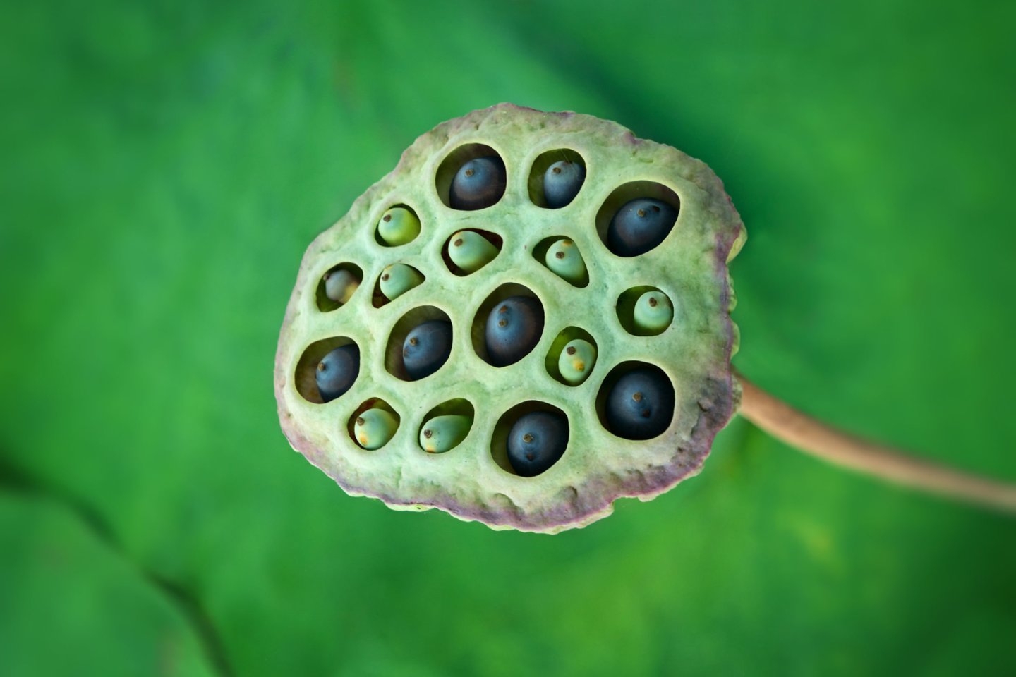 Tripofobui, pamačius lotoso žiedo sėklas arba medaus korį, kūnu perbėga siaubingas šiurpas.<br> 123rf.com nuotr.