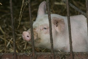 Afrikinis kiaulių maras toliau plinta ir nedideliuose ūkiuose 