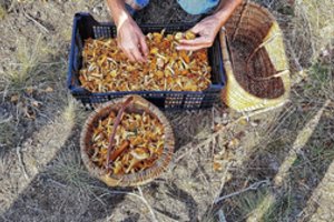 Filmuojant komediją „Ir visi jų vyrai“ Nidoje teko sodinti pirktinius grybus