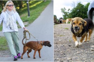 Specialistė įspėjo: jei šuo tampa namų karaliumi, gresia tragedija