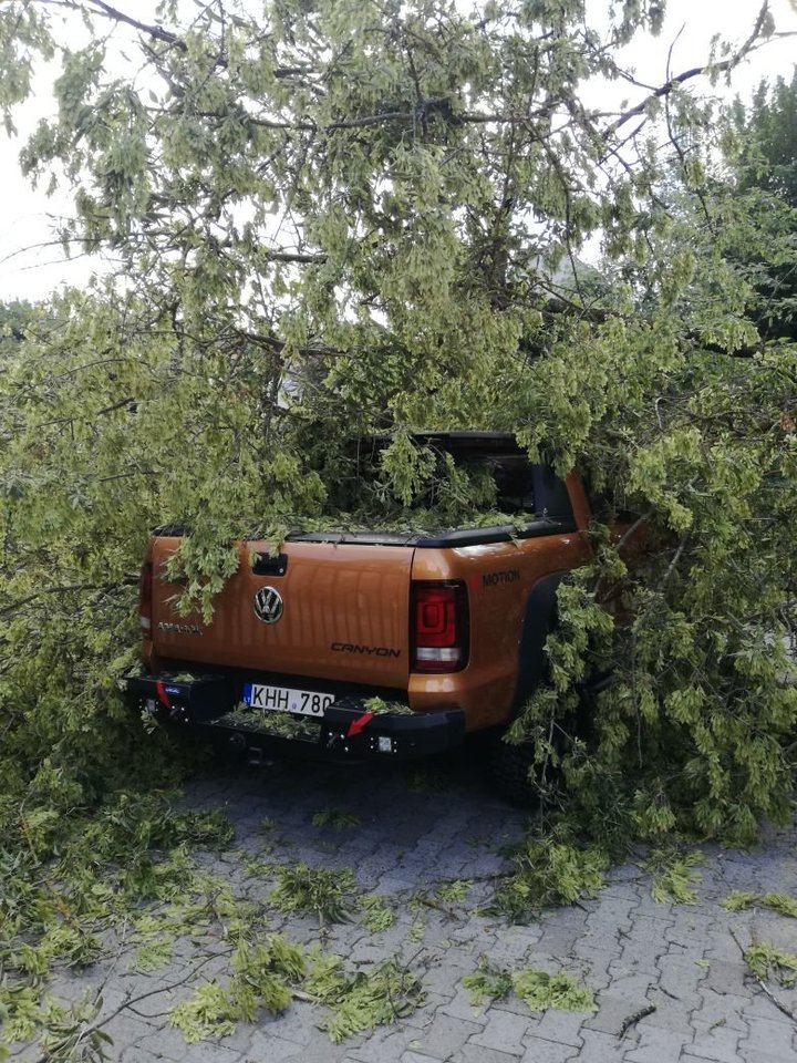  Prie sostinės Bernardinų sodų medis užvirto ant automobilio su vairuotoju.<br> Skaitytojo Tomo nuotr.