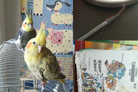 Tai bent vaizdeliai: vilniečių namus siaubia papūgos